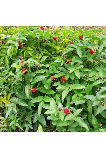 Тибетська малина Юстина